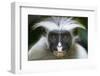 Zanzibar Red Colobus (Procolobus Kirkii) Head Portrait, Jozani Chwaka Bay Np, Zanzibar, Tanzania-Bernard Castelein-Framed Photographic Print