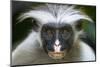 Zanzibar Red Colobus (Procolobus Kirkii) Head Portrait, Jozani Chwaka Bay Np, Zanzibar, Tanzania-Bernard Castelein-Mounted Photographic Print