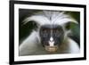 Zanzibar Red Colobus (Procolobus Kirkii) Head Portrait, Jozani Chwaka Bay Np, Zanzibar, Tanzania-Bernard Castelein-Framed Photographic Print