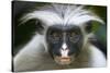 Zanzibar Red Colobus (Procolobus Kirkii) Head Portrait, Jozani Chwaka Bay Np, Zanzibar, Tanzania-Bernard Castelein-Stretched Canvas