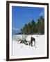 Zanzibari Boys Playing on Pingwe Beach, Zanzibar, Tanzania, East Africa, Africa-Yadid Levy-Framed Photographic Print