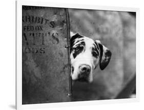 Zastur of Sudbury Peeking around Corner-null-Framed Photographic Print