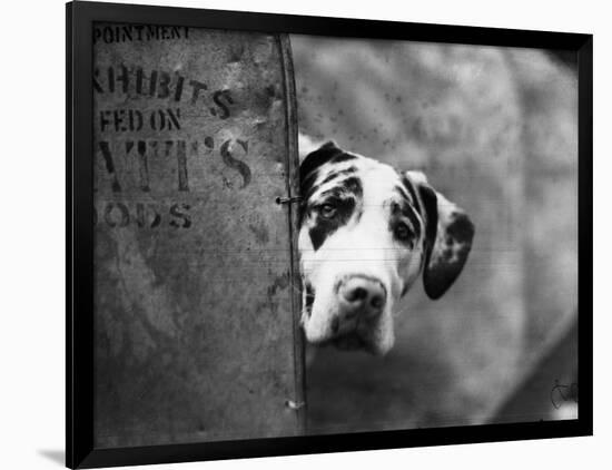 Zastur of Sudbury Peeking around Corner-null-Framed Photographic Print