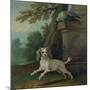 Zaza, the Dog, C.1730-Jean-Baptiste Oudry-Mounted Giclee Print