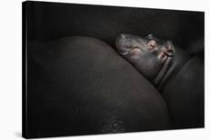 Dreamin'-Zdenek Vales-Laminated Photographic Print