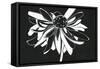 Zealous Bloom-Filippo Ioco-Framed Stretched Canvas