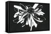 Zealous Bloom-Filippo Ioco-Framed Stretched Canvas