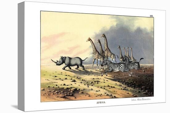 Zebra, 1860-null-Stretched Canvas