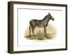 Zebra, 1860-null-Framed Giclee Print