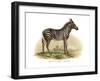 Zebra, 1860-null-Framed Giclee Print