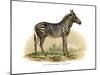 Zebra, 1860-null-Mounted Giclee Print