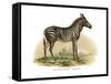 Zebra, 1860-null-Framed Stretched Canvas