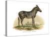 Zebra, 1860-null-Stretched Canvas