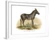 Zebra, 1860-null-Framed Giclee Print