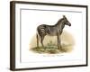 Zebra, 1860-null-Framed Giclee Print