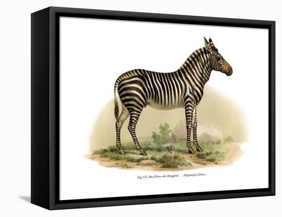 Zebra, 1860-null-Framed Stretched Canvas