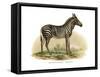 Zebra, 1860-null-Framed Stretched Canvas