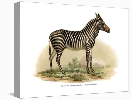 Zebra, 1860-null-Stretched Canvas