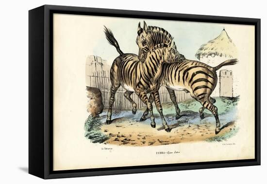 Zebra, 1863-79-Raimundo Petraroja-Framed Stretched Canvas