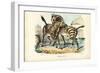 Zebra, 1863-79-Raimundo Petraroja-Framed Giclee Print