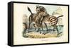 Zebra, 1863-79-Raimundo Petraroja-Framed Stretched Canvas