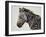 Zebra, 2002-Odile Kidd-Framed Giclee Print