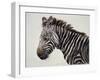 Zebra, 2002-Odile Kidd-Framed Giclee Print