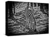 Zebra 2-Michael Polk-Stretched Canvas