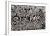 Zebra Abstraction-Jorge Llovet-Framed Art Print