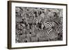 Zebra Abstraction-Jorge Llovet-Framed Art Print