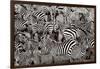 Zebra Abstraction-Jorge Llovet-Framed Art Print