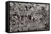 Zebra Abstraction-Jorge Llovet-Framed Stretched Canvas