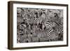 Zebra Abstraction-Jorge Llovet-Framed Premium Giclee Print