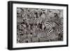 Zebra Abstraction-Jorge Llovet-Framed Premium Giclee Print