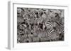 Zebra Abstraction-Jorge Llovet-Framed Premium Giclee Print