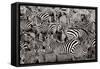 Zebra Abstraction-Jorge Llovet-Framed Stretched Canvas