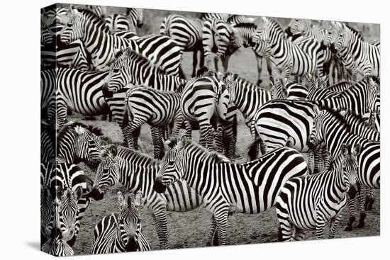 Zebra Abstraction-Jorge Llovet-Stretched Canvas