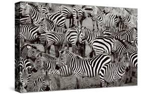 Zebra Abstraction-Jorge Llovet-Stretched Canvas