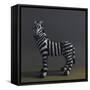 Zebra - After Stubbs, 2018,-Peter Jones-Framed Stretched Canvas