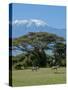 Zebra, Amboseli National Park, With Mount Kilimanjaro in the Background, Kenya, East Africa, Africa-Charles Bowman-Stretched Canvas