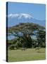 Zebra, Amboseli National Park, With Mount Kilimanjaro in the Background, Kenya, East Africa, Africa-Charles Bowman-Stretched Canvas