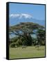 Zebra, Amboseli National Park, With Mount Kilimanjaro in the Background, Kenya, East Africa, Africa-Charles Bowman-Framed Stretched Canvas