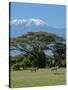 Zebra, Amboseli National Park, With Mount Kilimanjaro in the Background, Kenya, East Africa, Africa-Charles Bowman-Stretched Canvas