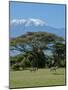 Zebra, Amboseli National Park, With Mount Kilimanjaro in the Background, Kenya, East Africa, Africa-Charles Bowman-Mounted Photographic Print