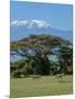 Zebra, Amboseli National Park, With Mount Kilimanjaro in the Background, Kenya, East Africa, Africa-Charles Bowman-Mounted Photographic Print