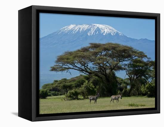 Zebra, Amboseli National Park, With Mount Kilimanjaro in the Background, Kenya, East Africa, Africa-Charles Bowman-Framed Stretched Canvas