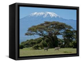 Zebra, Amboseli National Park, With Mount Kilimanjaro in the Background, Kenya, East Africa, Africa-Charles Bowman-Framed Stretched Canvas