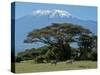 Zebra, Amboseli National Park, With Mount Kilimanjaro in the Background, Kenya, East Africa, Africa-Charles Bowman-Stretched Canvas