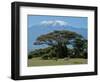 Zebra, Amboseli National Park, With Mount Kilimanjaro in the Background, Kenya, East Africa, Africa-Charles Bowman-Framed Photographic Print