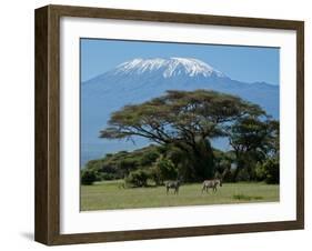 Zebra, Amboseli National Park, With Mount Kilimanjaro in the Background, Kenya, East Africa, Africa-Charles Bowman-Framed Photographic Print